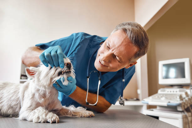 Best Emergency Dental Surgery in Joseph, OR